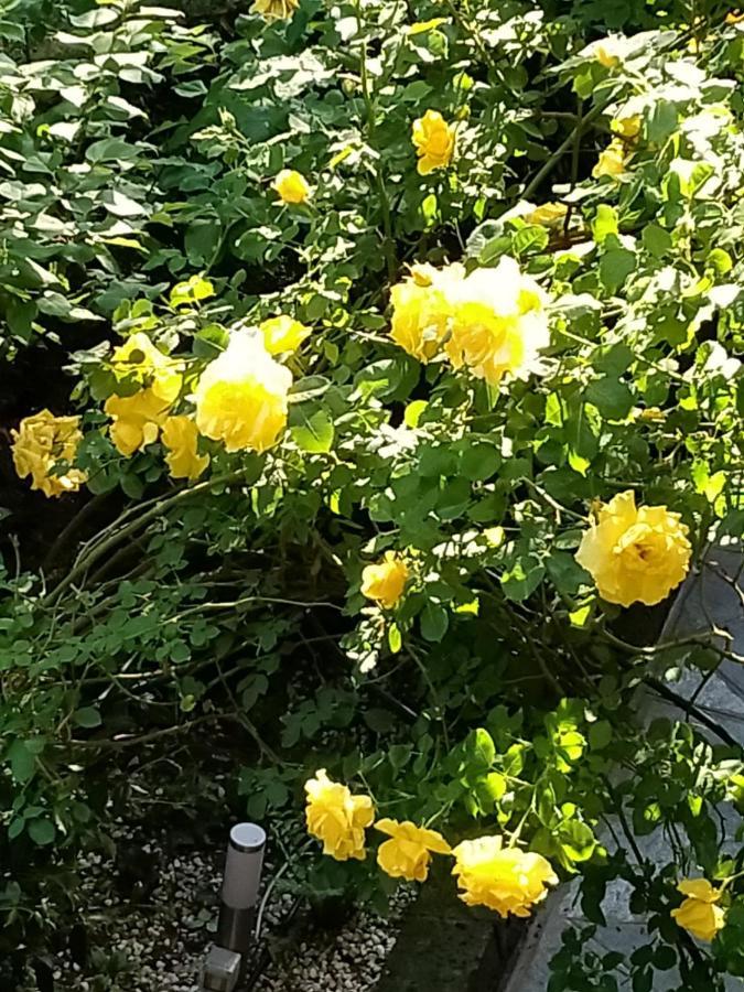 Rose'S Garden - Zona Tranquilla - Vicino Torino Apartment Pino Torinese Exterior photo