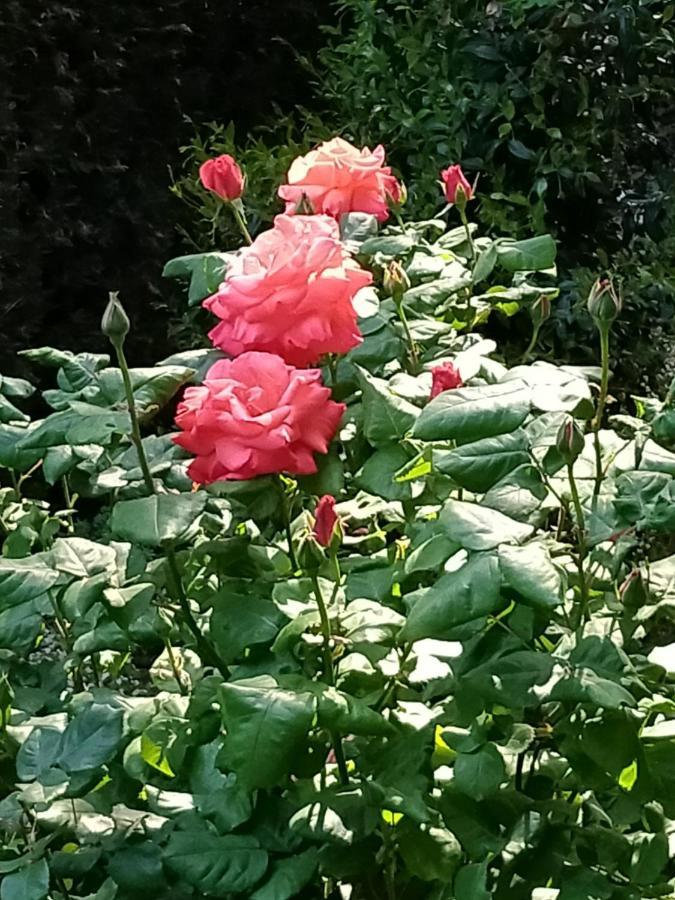 Rose'S Garden - Zona Tranquilla - Vicino Torino Apartment Pino Torinese Exterior photo